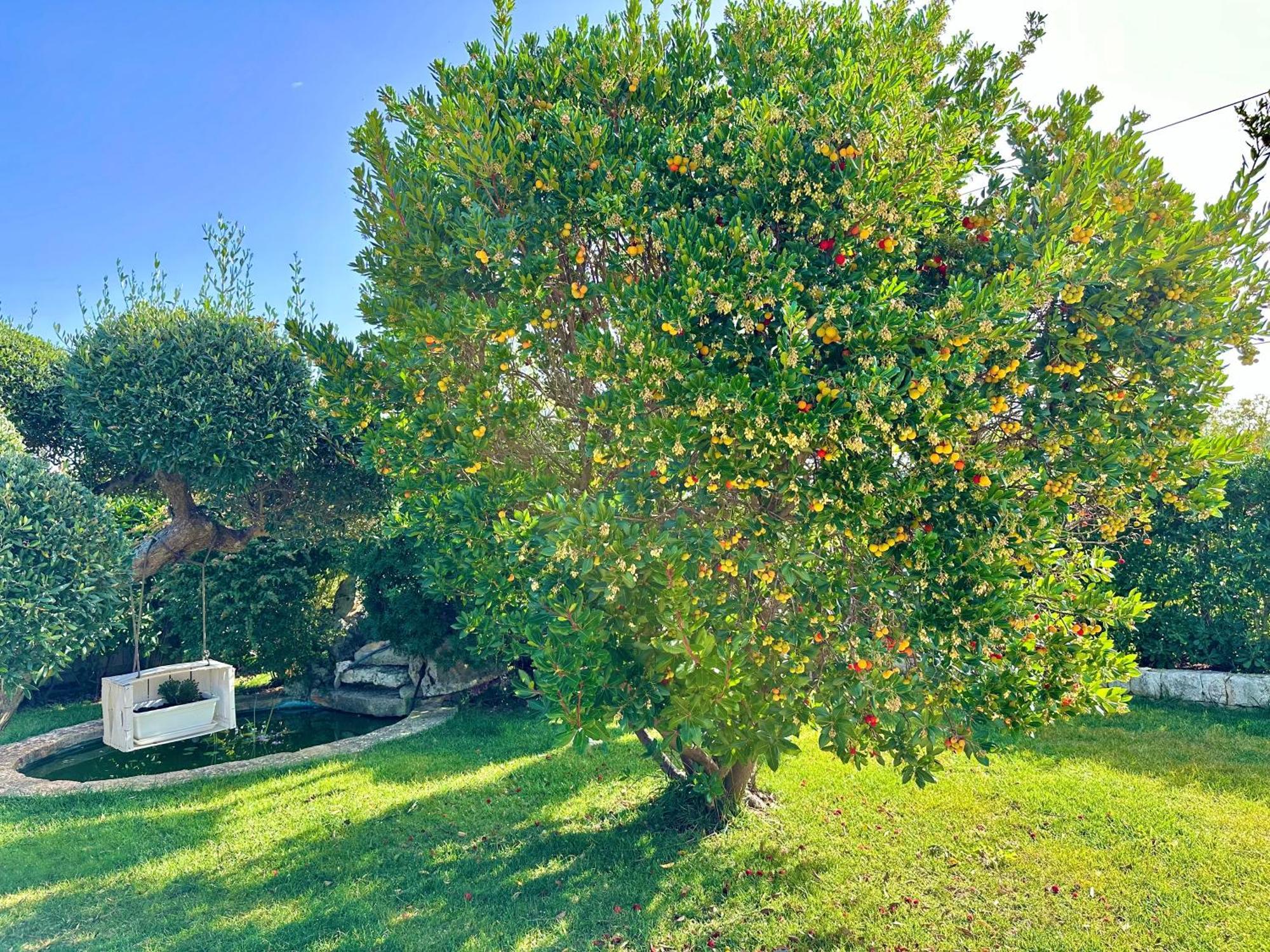 Trulli Fenice Alberobello